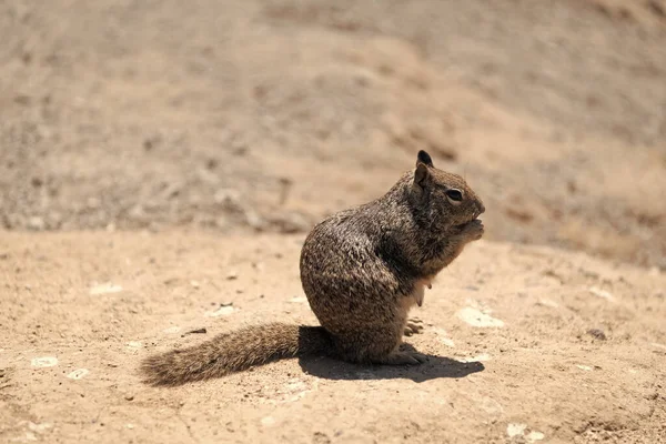 Femmina Terra Scoiattolo Roditore Gopher Mangiare All Aperto Fauna Selvatica — Foto Stock