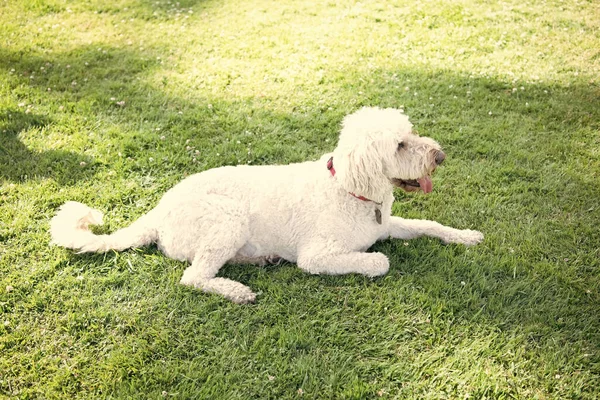 Білий Південно Руський Або Українець Собака Вівчар Відпочиває Зеленій Траві — стокове фото