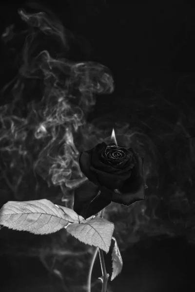 发光的余晖 新鲜的玫瑰燃烧着燃烧着 红色的花着火了 炽热的烟卷着黑暗的背景 — 图库照片