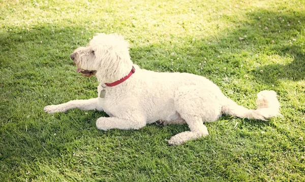 Yaz Parkında Evcil Hayvan Rahatlar Yeşil Çimlerin Üzerinde Bir Köpek — Stok fotoğraf