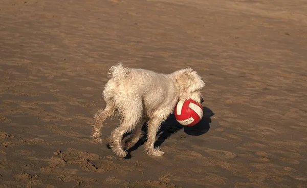 Dirty Ukrainian Shepherd Dog Carry Ball Playing Sandy Beach Pet — Foto Stock