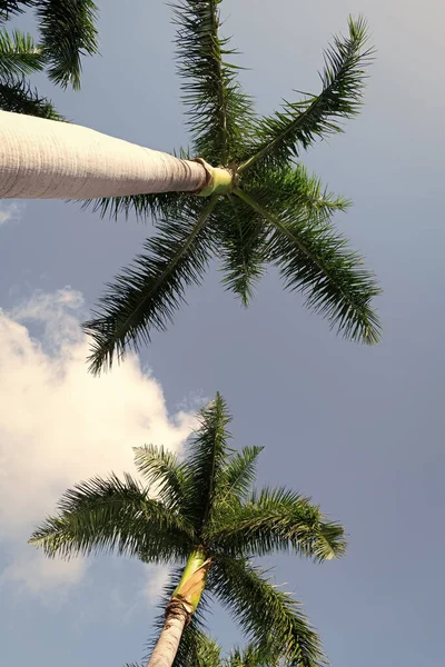 Tropical Coconut Palm Trees Bright Blue Sky Bottom View Tropics — Foto de Stock