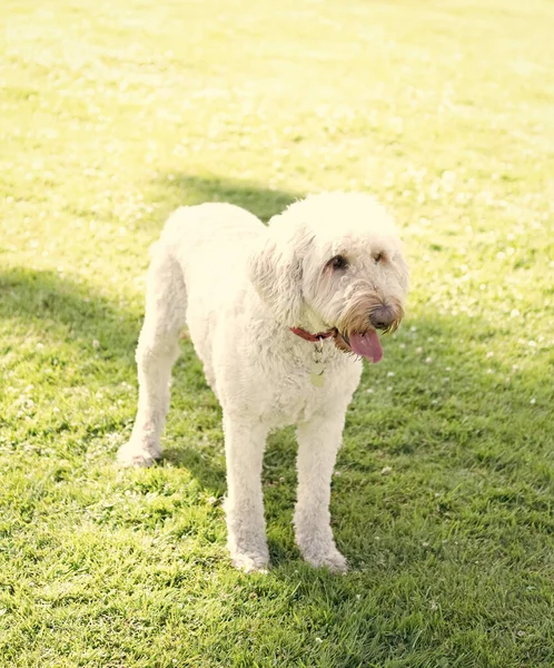 Белый Южный Русский Украинский Овчарка Собака Ждет Парке Зеленая Трава — стоковое фото
