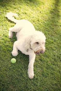 Beyaz Güney Rusya ya da Ukraynalı çoban köpeği yeşil çimenlerde topla oynuyor..