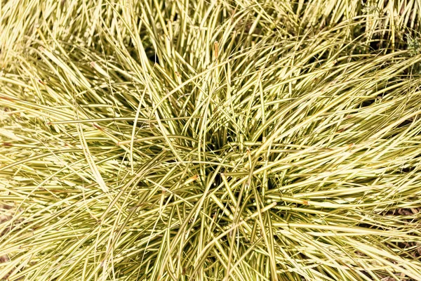Groene Gras Textuur Gras Achtergrond Een Kruidenplant Flora Vegetatie — Stockfoto
