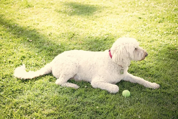白い南ロシア人かウクライナ人の羊犬は公園の緑の芝生でボールでリラックスし リラックス — ストック写真