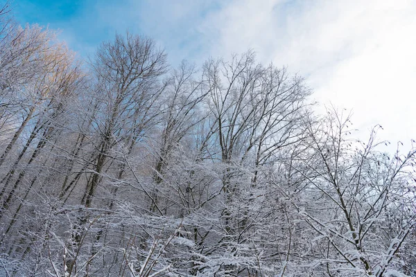 Рима Верхушках Деревьев Зимнем Лесу Облачном Небе — стоковое фото