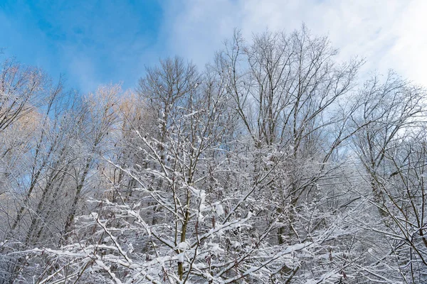 Kışın Soğuk Yapraklı Ağaçlarla Kaplı Kar Ormanı — Stok fotoğraf
