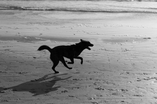 Σκύλος Διασκεδάζει Στην Παραλία Κατοικίδιο Ζώο Χαλαρώσετε Εξωτερική Καλοκαίρι Φυλή — Φωτογραφία Αρχείου