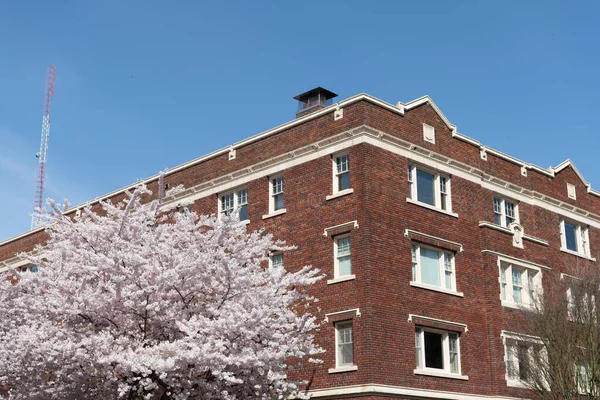 Casa Tijolo Residencial Com Sakura Primavera Céu Azul — Fotografia de Stock