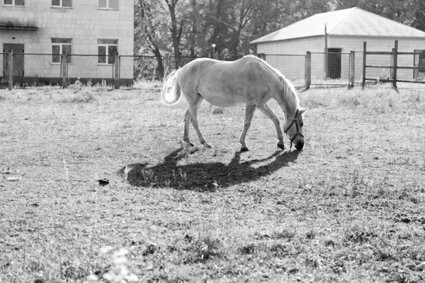 Λευκό Άλογο Βόσκησης Εκτός Της Εκμετάλλευσης Του Στάβλου Εκτροφή Αλόγων — Φωτογραφία Αρχείου