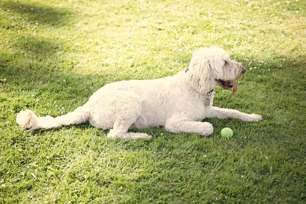Breed Dog Green Grass Dog Has Long Hair Fur Pure — Stock Photo, Image