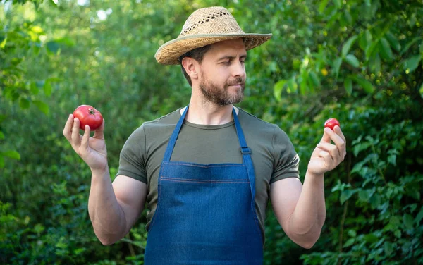Giardiniere Uomo Cappello Paglia Con Pomodoro Vegetale — Foto Stock