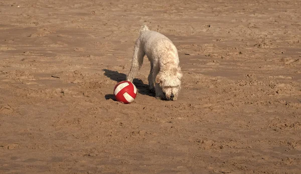 ペットはビーチで屋外でリラックス 夏に犬を繁殖させる 犬には長い汚い毛がある 純粋な品種 ウクライナの羊飼い犬 南ロシアのシープドッグ オヴァルカ 白い犬がボールで遊ぶ — ストック写真