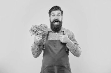 Önlüklü mutlu bir adam, elinde taze yaprak, sarı salata, manav....