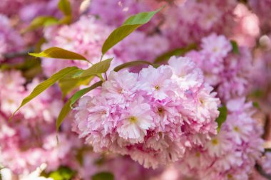 pink sakura flower on blooming spring tree. Japanese tree.