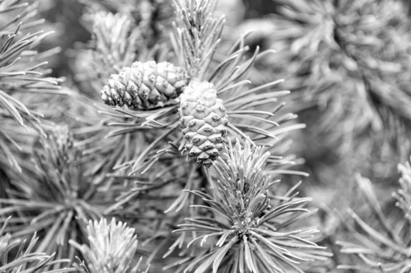 Pine Tree Branches Female Conifer Pinecones — Stock Photo, Image