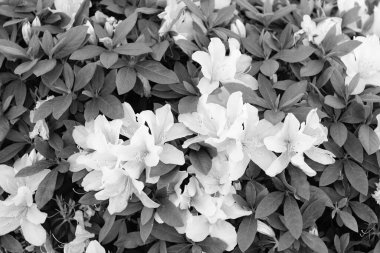 Yasemin çiçekleri yeşil çalıların üzerinde çiçek açıyor..