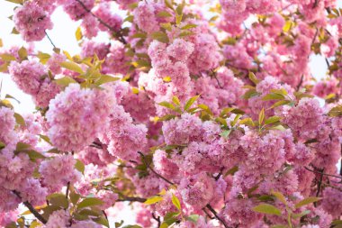 pink sakura flower on blooming spring tree. flowering cherries.