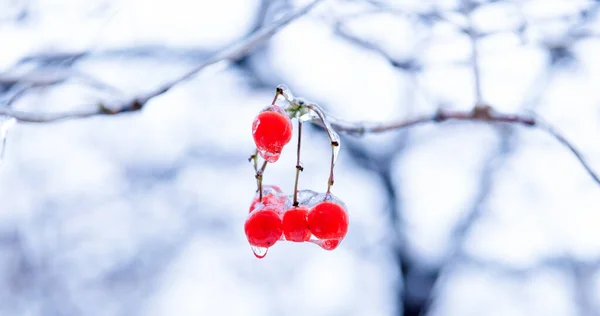 winter nature season with frozen rowan berries twig. winter nature with frozen rowan berries. winter frozen rowan berries in nature. selective focus. beauty of winter nature. red frozen berries