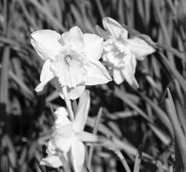 Narcissus 'un güzel çiçekleri açan bahar doğasında.