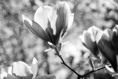 Pembe çiçekler ilkbaharda çiçek açan Manolya.