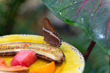butterfly eating in nature. butterfly insect closeup. flying butterfly macro photography. photo of butterfly with wings.