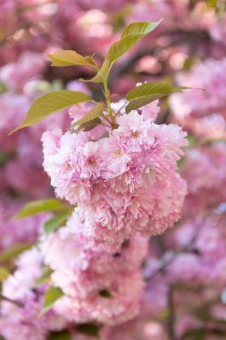 pink japanese cherry flower on blossom spring tree.
