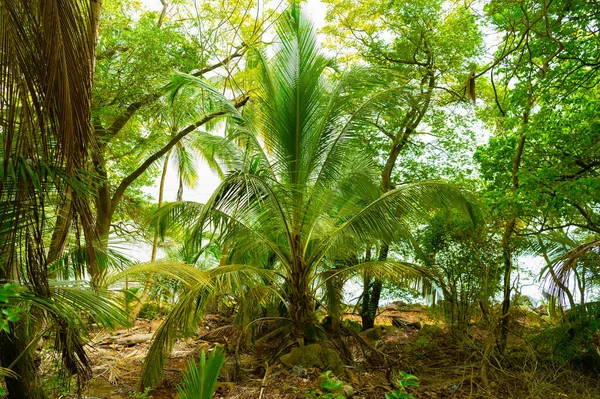 green tropical rainforest vegetation nature. green forest of tropical rainforest vegetation. photo of tropical rainforest vegetation landscape. tropical rainforest vegetation.
