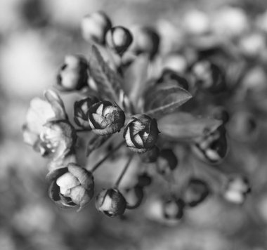 Baharda çiçek açan sakura ağacının pembe çiçek tomurcuklarına yakın çekim.