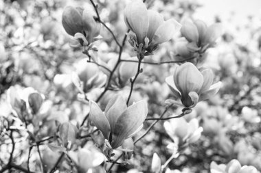 Baharda çiçek açan manolya ağacının pembe çiçekleri. Doğa güzelliği.