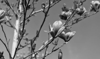 Manolya ağacının pembe çiçekleri tam bahar çiçekleri. Yakın çekim.