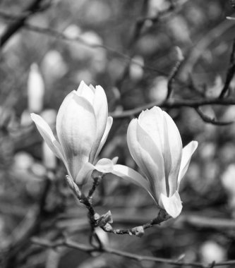 İlkbaharda manolya çiçeği makrosu. Doğa güzelliği.