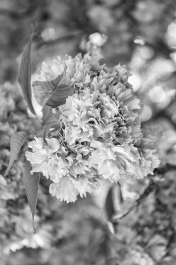 Çiçek açan bahar ağacında pembe sakura çiçeği. makro.