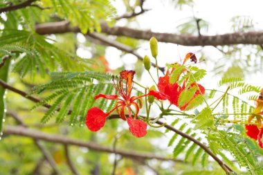 exotic flower macro view with water drops. exotic flower in nature. photo of exotic flower bright color. exotic flower closeup.