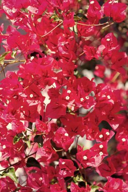 Pembe kartonpiyerin doğal arkaplanı.