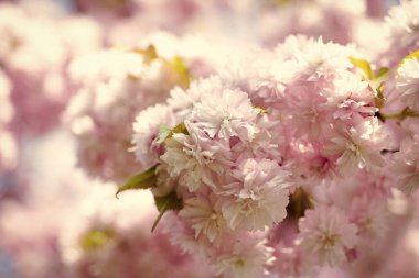 Baharda güzel Japon kiraz ağacının pembe çiçekleri.