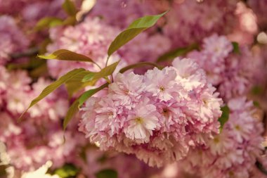 Çiçek açan bahar ağacında pembe sakura çiçeği.