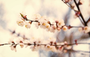 Kayısı çiçekleri baharda ağaç dallarında çiçek açar. Arka planda bulanıklaşır, çiçek açar..