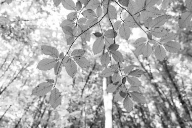 Sonbahar doğası. Yapraklı ağaç dalı. Mevsimlik ağaç kesimi. Doğal güzellik. Sonbahar havası. Turuncu sonbahar yaprağı arka planı. sarı yaprak arkaplan.