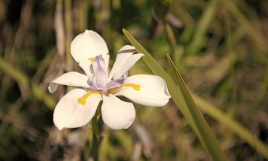 İlkbaharda açan iris çiçeği, kopyalama alanı.