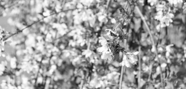 Sakura ağacının beyaz çiçekleri tam bahar çiçeklenir..