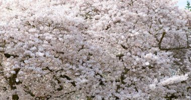 beautiful sakura tree flower blooming nature background in spring.