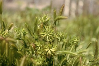 Seçici odaklı yeşil çimen Doğal arka plan, bitki örtüsü.