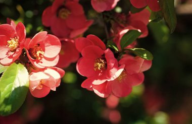 Baharda çiçek açan sakura ağacının kırmızı çiçekleri. makro.