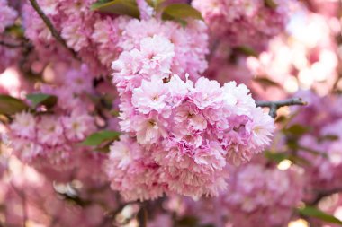 pink japanese cherry flower on blooming spring tree. aromatherapy.