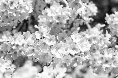 Baharda mevsimlik sakura ağacının beyaz çiçekleri. çiçek arkaplanı.