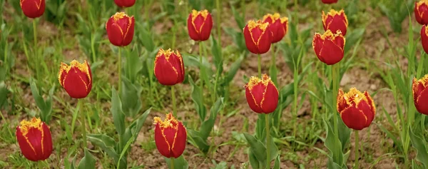red flower of fresh holland tulips in field.