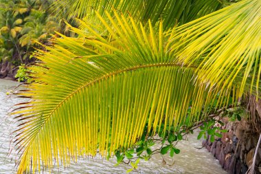 tropical palm leaf. tropical palm leaf plant. exotic tropical palm leaf in wild nature. photo of tropical palm leaf green color.