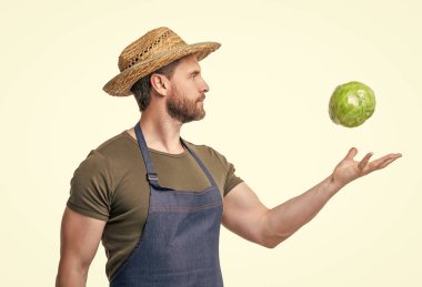 harvester in apron and hat with cabbage vegetable isolated on white.